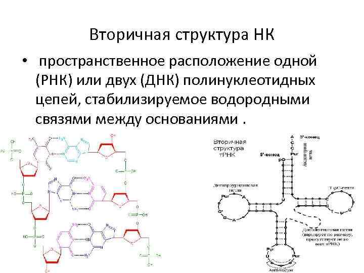 Вторичная рнк. Вторичная структура ДНК биохимия формула. Первичная и вторичная структура РНК. Первичная структура ТРНК формула. Вторичная структура РНК биохимия.