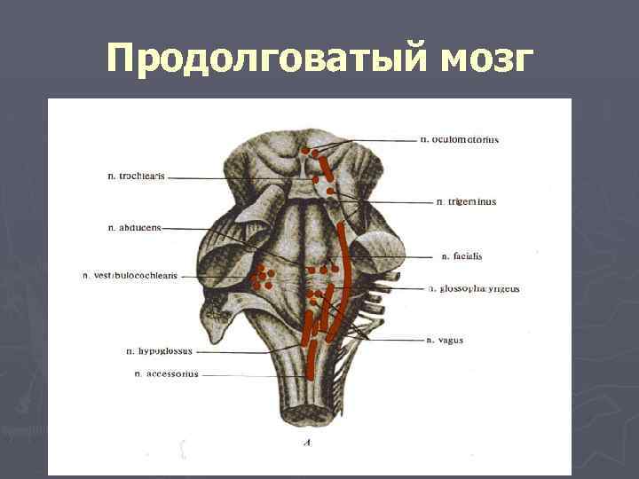 Продолговатый мозг 