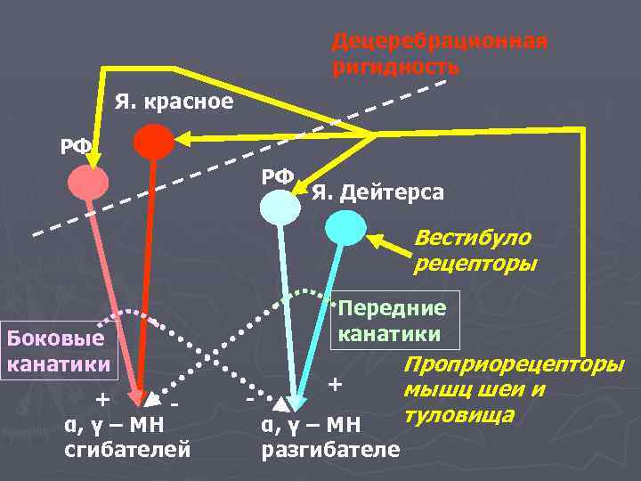 Децеребрационная ригидность Я. красное РФ РФ Я. Дейтерса Вестибуло рецепторы Передние канатики Боковые канатики