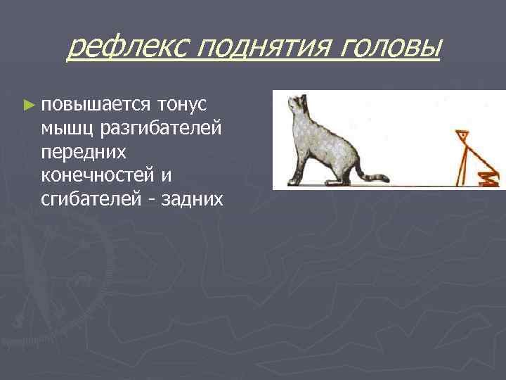 рефлекс поднятия головы ► повышается тонус мышц разгибателей передних конечностей и сгибателей - задних