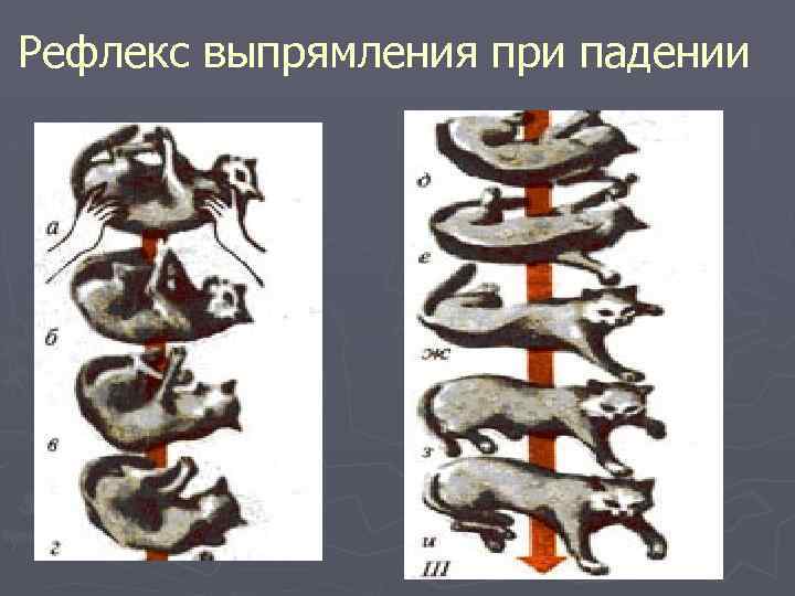 Рефлекс выпрямления при падении 