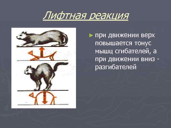 Лифтная реакция ► при движении верх повышается тонус мышц сгибателей, а при движении вниз