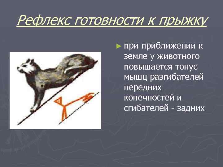 Рефлекс готовности к прыжку ► приближении к земле у животного повышается тонус мышц разгибателей