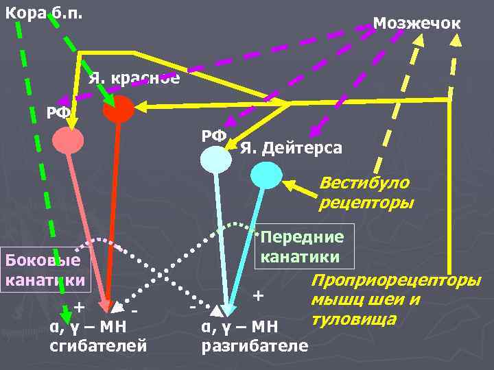 Кора б. п. Мозжечок Я. красное РФ РФ Я. Дейтерса Вестибуло рецепторы Передние канатики