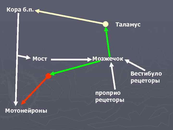 Кора б. п. Таламус Мост Мозжечок Вестибуло рецеторы проприо рецеторы Мотонейроны 