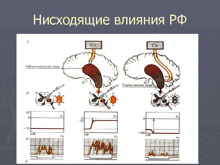 Нисходящие влияния РФ 