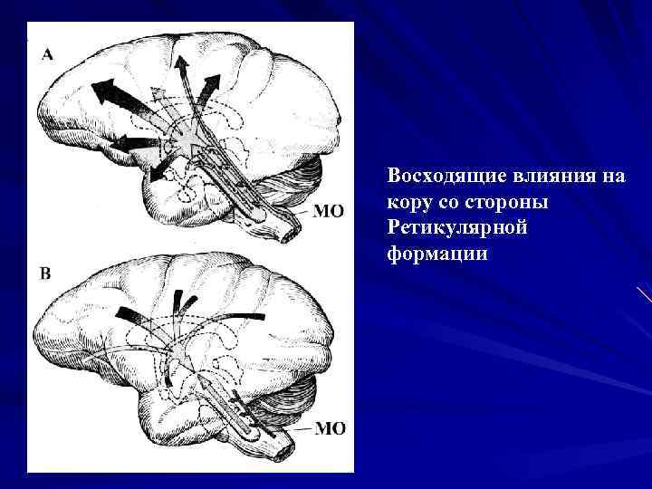 Влияние коры. Ретикулярная формация активация коры. Восходящее влияние ретикулярной формации. Нисходящее влияние ретикулярной формации. Ретикулярная формация ствола мозга восходящие и нисходящие влияния.