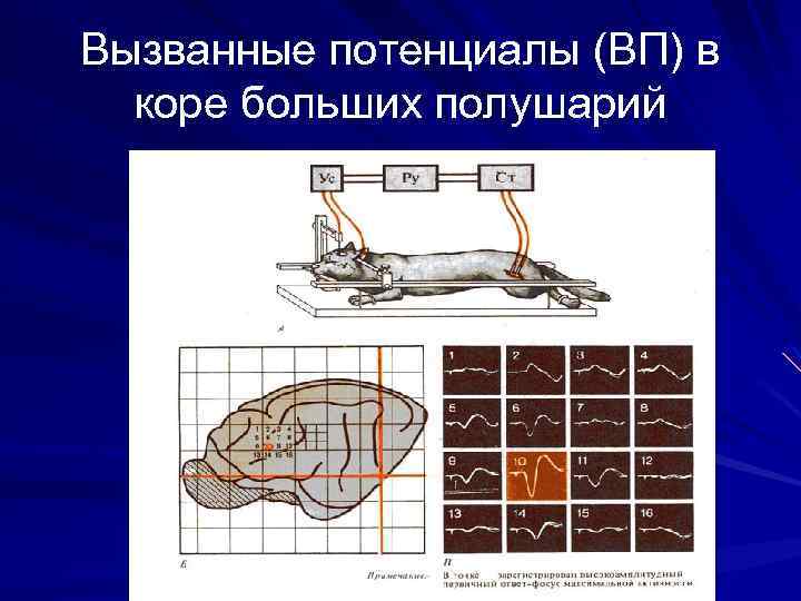 Вызванные потенциалы (ВП) в коре больших полушарий 