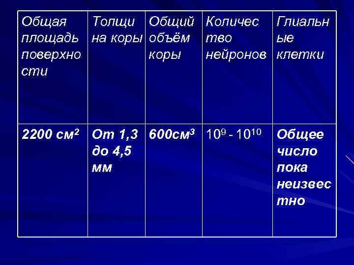 Общая Толщи площадь на коры поверхно сти Общий объём коры Количес тво нейронов 2200