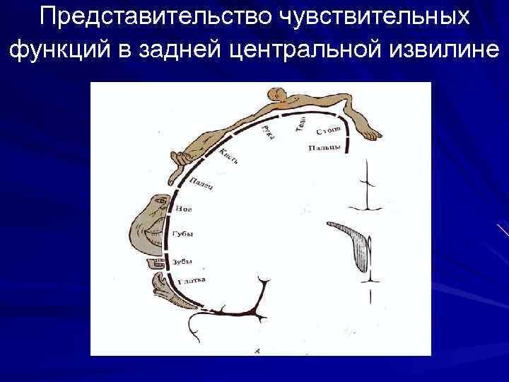 Представительство чувствительных функций в задней центральной извилине 