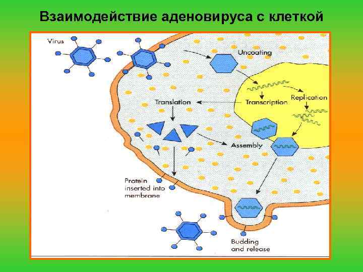 Взаимодействие аденовируса с клеткой 