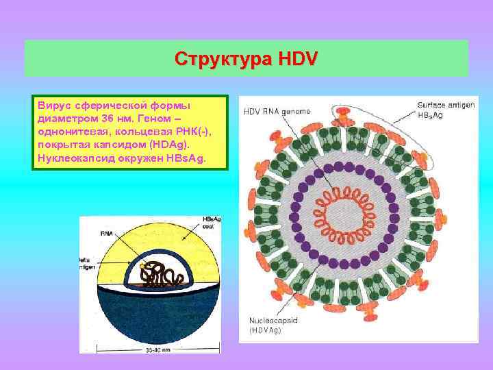 Кольцевая рнк. Сферическая форма вируса. Кольцевая РНК вируса. Строение вируса Hdv. Однонитевая Кольцевая РНК.
