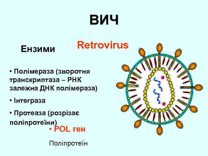 Вич содержит. ДНК ВИЧ. Строение обратной транскриптазы ВИЧ. Вирус иммунодефицита человека-ДНК содержащий. Ретровирус.