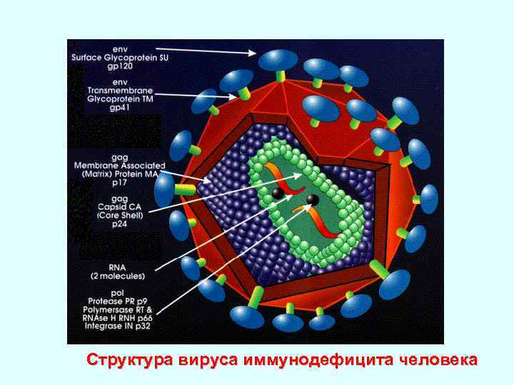 Структура вируса иммунодефицита человека 