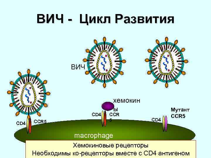 ВИЧ - Цикл Развития ВИЧ CD 4 CCR 5 хемокин ы CCR 5 CD