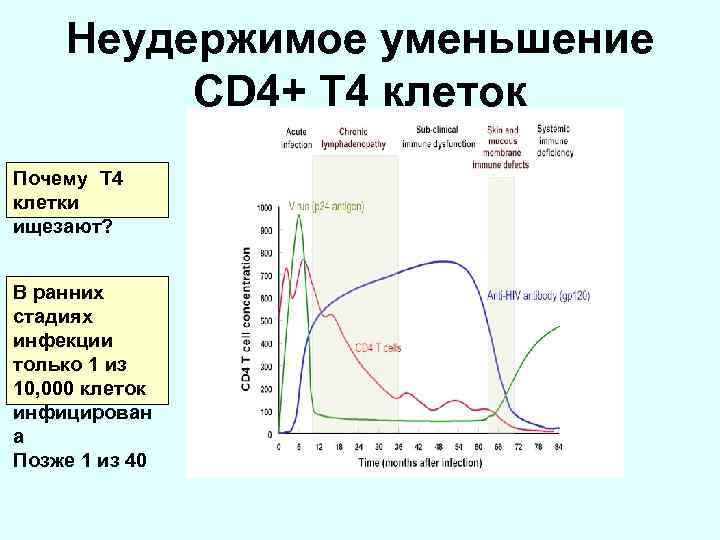 Неудержимое уменьшение CD 4+ T 4 клеток Почему T 4 клетки ищезают? В ранних