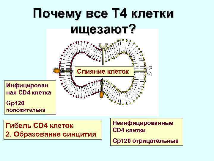 Почему все Т 4 клетки ищезают? Слияние клеток Инфицирован ная CD 4 клетка Gp