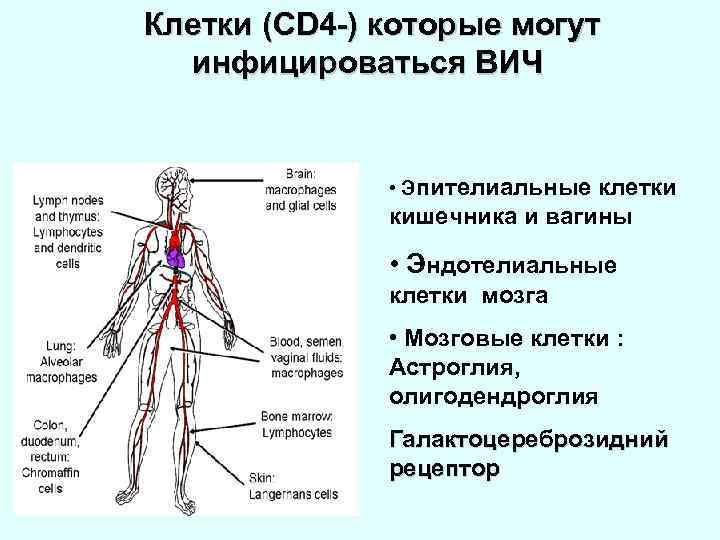 Клетки (CD 4 -) которые могут инфицироваться ВИЧ • Эпителиальные клетки кишечника и вагины