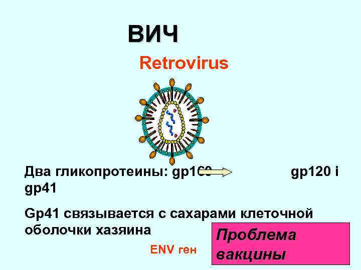 ВИЧ Retrovirus Два гликопротеины: gp 160 gp 41 gp 120 і Gp 41 связывается