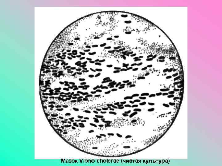 Трутовик окаймленный холерный вибрион. Чистая культура холерного вибриона. Холерный вибрион колонии. Холерный вибрион микроскопия. Холерный вибрион морфология.