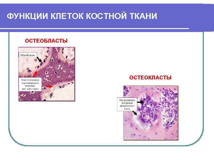 ФУНКЦИИ КЛЕТОК КОСТНОЙ ТКАНИ ОСТЕОБЛАСТЫ ОСТЕОКЛАСТЫ 