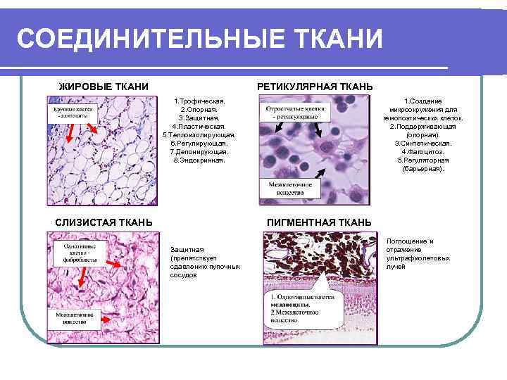 СОЕДИНИТЕЛЬНЫЕ ТКАНИ ЖИРОВЫЕ ТКАНИ РЕТИКУЛЯРНАЯ ТКАНЬ 1. Трофическая. 2. Опорная. 3. Защитная. 4. Пластическая.