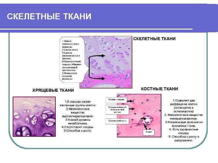 СКЕЛЕТНЫЕ ТКАНИ ХРЯЩЕВЫЕ ТКАНИ 1. В лакунах лежат изогенные группы клеток. 2. Межклеточное вещество