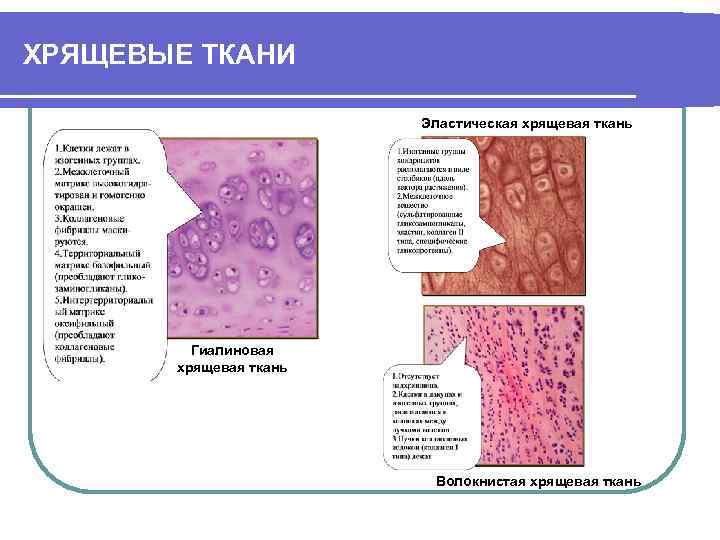 Хрящевая ткань презентация