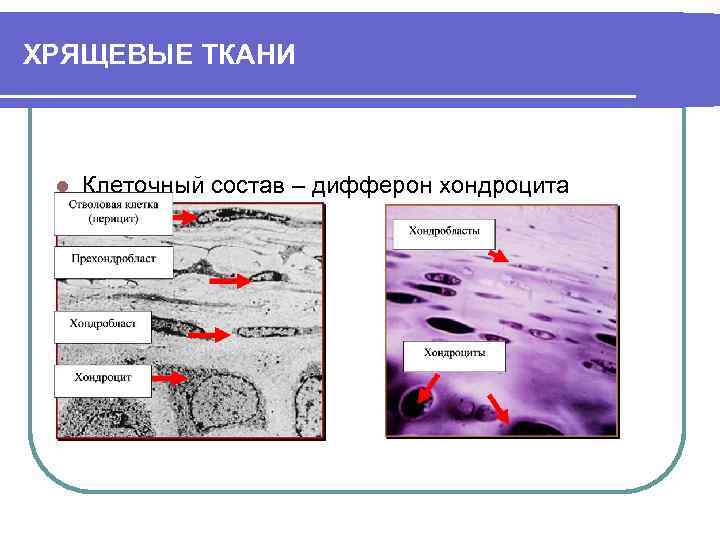 ХРЯЩЕВЫЕ ТКАНИ l Клеточный состав – дифферон хондроцита 