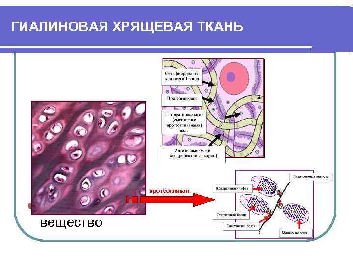 ГИАЛИНОВАЯ ХРЯЩЕВАЯ ТКАНЬ протеогликан l Межклеточное вещество 