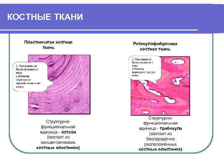 КОСТНЫЕ ТКАНИ Пластинчатая костная ткань Структурнофункциональная единица - остеон (состоит из концентрических костных пластинок)
