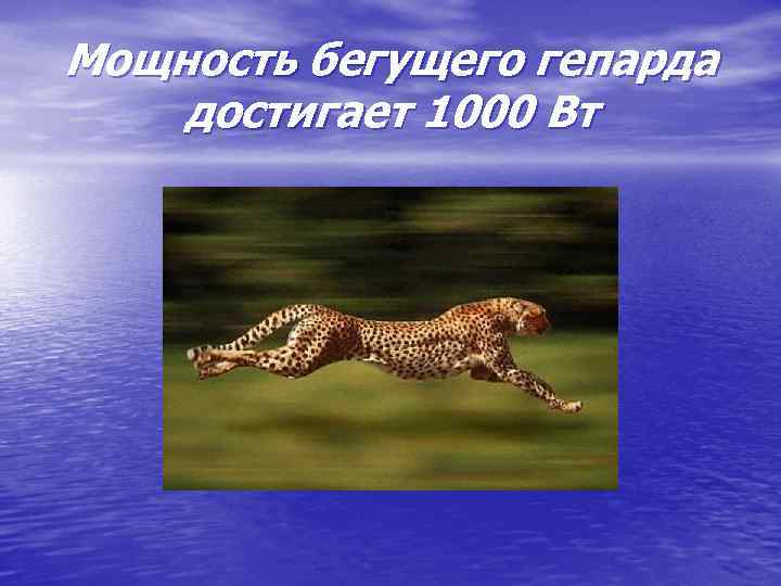 Мощность бегущего гепарда достигает 1000 Вт 