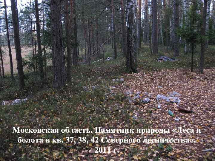 Московская область. Памятник природы «Леса и болота в кв. 37, 38, 42 Северного лесничества»