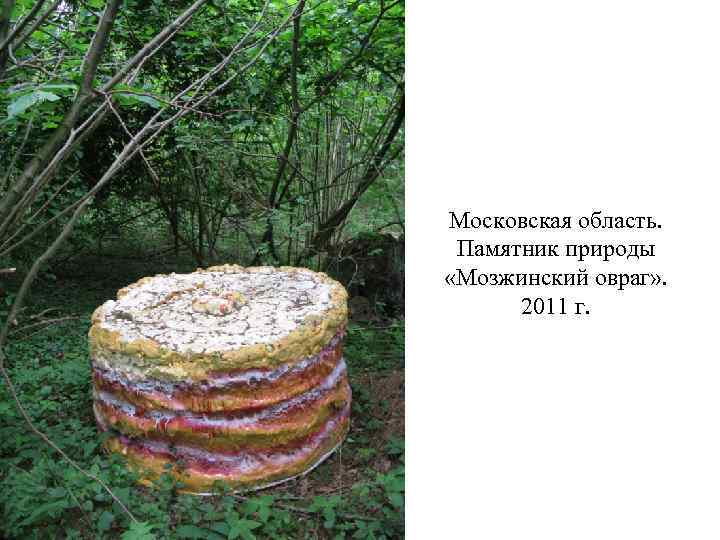 Московская область. Памятник природы «Мозжинский овраг» . 2011 г. 