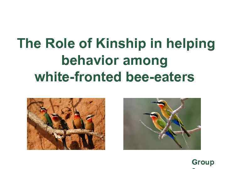 The Role of Kinship in helping behavior among white-fronted bee-eaters Group 