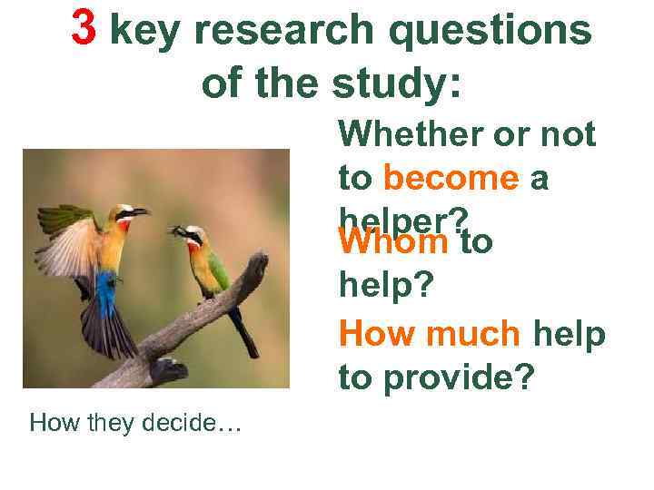 3 key research questions of the study: Whether or not to become a helper?