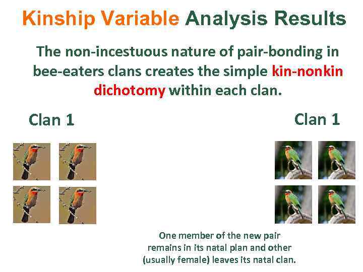 Kinship Variable Analysis Results The non-incestuous nature of pair-bonding in bee-eaters clans creates the