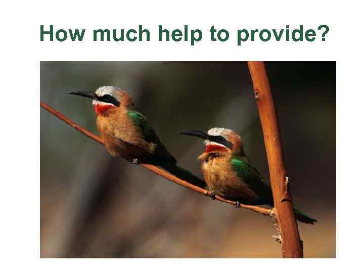 How much help to provide? 
