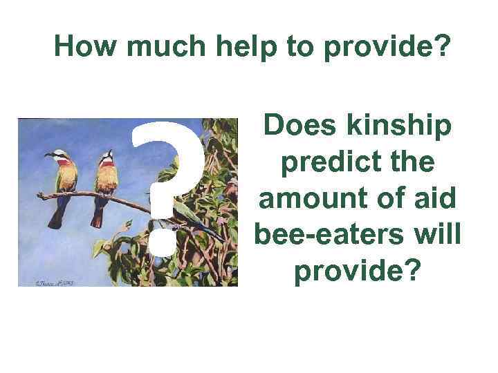 How much help to provide? ? Does kinship predict the amount of aid bee-eaters