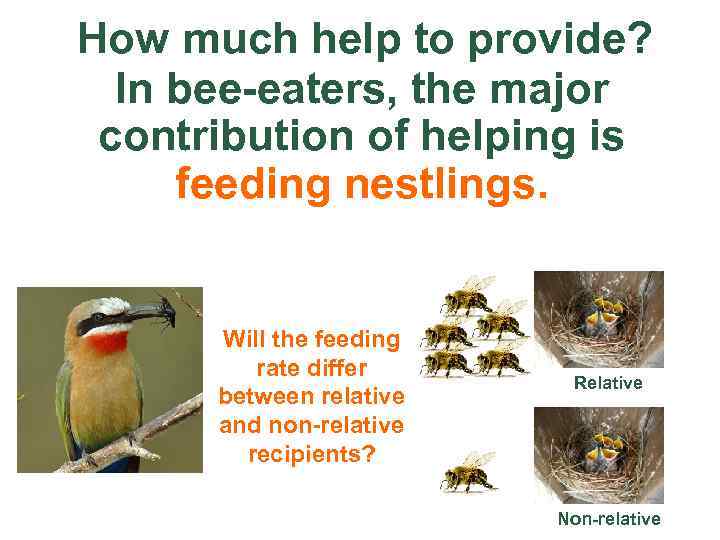 How much help to provide? In bee-eaters, the major contribution of helping is feeding