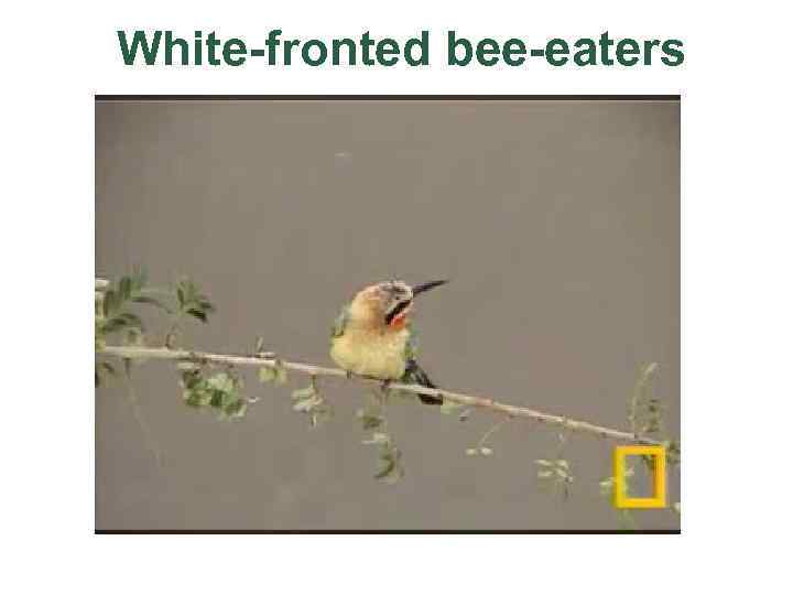 White-fronted bee-eaters 