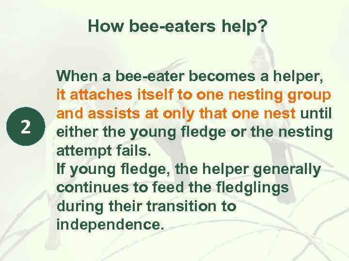 How bee-eaters help? 2 When a bee-eater becomes a helper, it attaches itself to