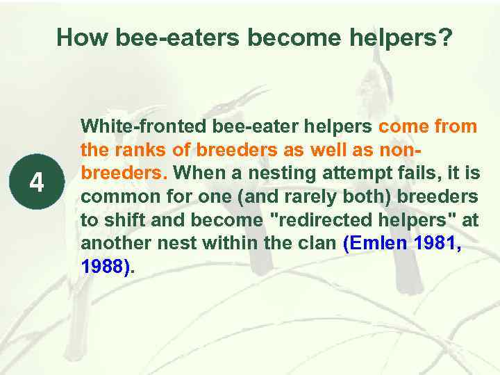 How bee-eaters become helpers? 4 White-fronted bee-eater helpers come from the ranks of breeders
