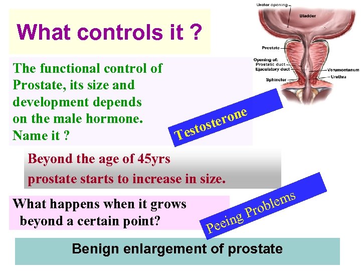 What controls it ? The functional control of Prostate, its size and development depends