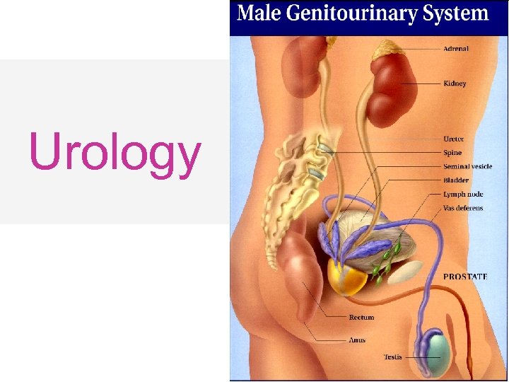 Urology 