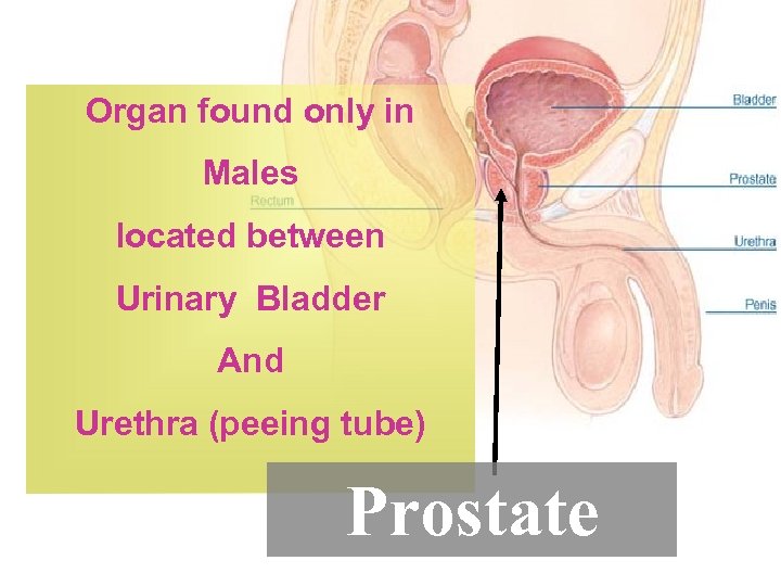 Organ found only in Males located between Urinary Bladder And Urethra (peeing tube) Prostate