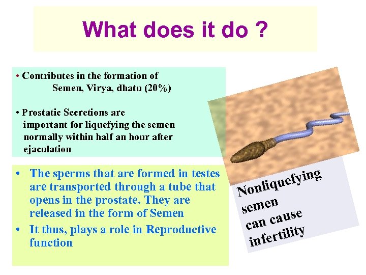 What does it do ? • Contributes in the formation of Semen, Virya, dhatu