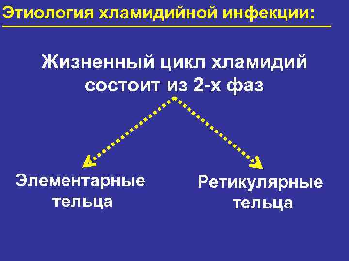 Этиология хламидийной инфекции: Жизненный цикл хламидий состоит из 2 -х фаз Элементарные тельца Ретикулярные