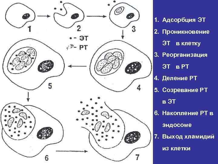 Инфекции передаваемые половым путем фото