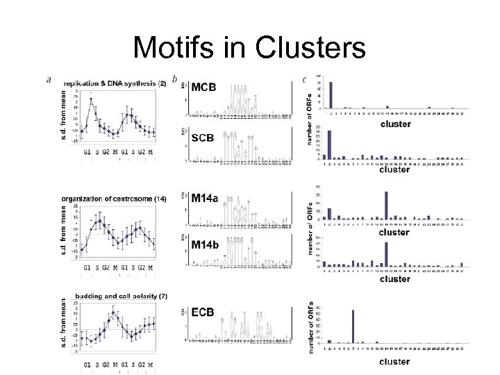 Motifs in Clusters 